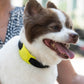 AirTag Case for Dog Collars (Lime Green) - AirTag Case