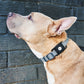 Pelican Protector AirTag Case for Dog Collar (Black) - AirTag Case